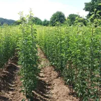 فروش انواع نهال‌های میوه و زینتی