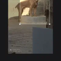 سگ پیت بول|سگ|زرندیه, |دیوار