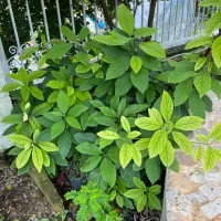 اووکادو نهال ۲ ساله