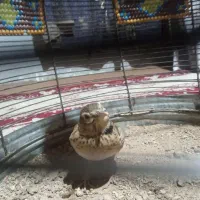 سهره خاکی|خزنده|کرمانشاه, |دیوار