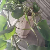 تعدادی گل طبیعی سرحال زیر قیمت|گل و گیاه طبیعی|یاسوج, |دیوار