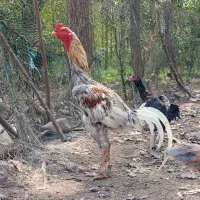 خروس و مرغ لاری