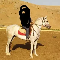 مادیون یکسر وارداتی کورسی بن عامر