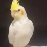 پرنده گمشده