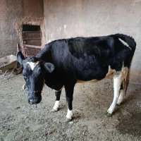 گاو|حیوانات مزرعه|خنداب, |دیوار