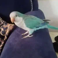 راهب نر آماده آماده جفت انداختن