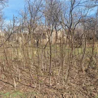 نهال گردو|خدمات باغبانی و درختکاری|سرولایت, |دیوار