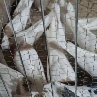 کبوتر طوقی زرد|پرنده|سبزوار, قصبه شرقی|دیوار