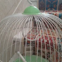 قفس پرنده|لوازم جانبی حیوانات|قم, آزادگان|دیوار