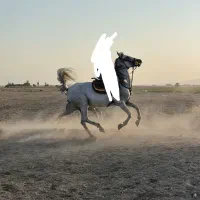 اسب کره مادیون از سهیل حیدر