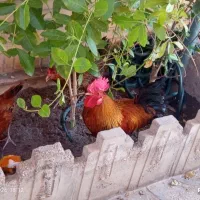 خروس|حیوانات مزرعه|بم, |دیوار
