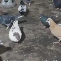 حیون گمشده هرکی گرفته خریدارم