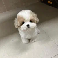 سگ پودل عروسکی