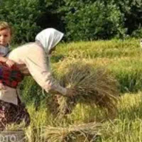 کارگر  افغانی  باخانوار موردنیاز دراطراف اهواز