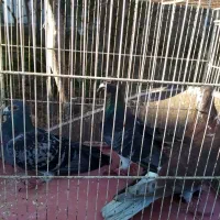 کبوتر آلمانی نر دوتا یه دونه آبگل نر|پرنده|خوشاب, |دیوار