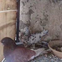 سرور بلند|پرنده|پیر بکران, |دیوار