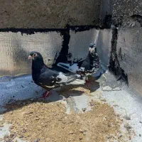 کفتر