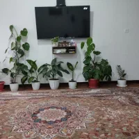 گل گیاه|گل و گیاه طبیعی|نوشهر, |دیوار