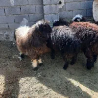 فروش‌۴راس‌بره‌۳تانریکی‌ماده.|حیوانات مزرعه|جهرم, |دیوار