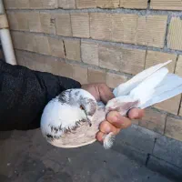 کفتر|پرنده|کوهدشت, |دیوار