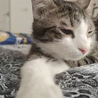 واگذاری گربه