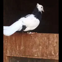 کفتر فروشی  و یک عدد اسباب بازی|اسباب‌بازی بچه|سبزوار, پیروزی|دیوار