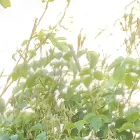 چهاردیواری-سورچه-بالا