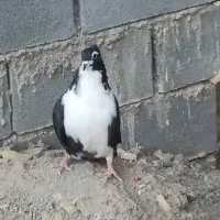 دمگیر سیاه پشت کاکلی و ی بوم طوق ماده|پرنده|شهرضا, |دیوار