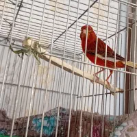 یک جفت قناری با دو جوجه