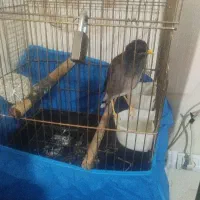 مرغ مینا با قفس