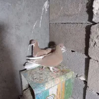 دو تا شهری پرشی|پرنده|شیراز, شهرک پرواز|دیوار