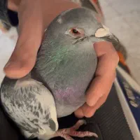 کفتر پلاکی مریض و بی حال پیدا شده