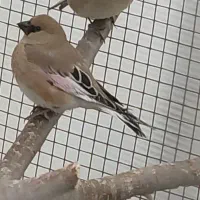 سهره خاکی|پرنده|سوسنگرد, |دیوار