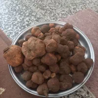 دبل کوهی تازه