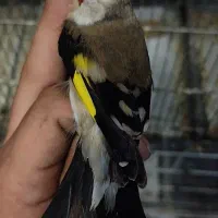 سهره ماده عروسک|پرنده|تهران, مینای شمالی (مخبر)|دیوار