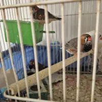 فنچ کینگ|پرنده|بندرعباس, |دیوار