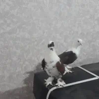 کبوتر سسلی توپ توپ