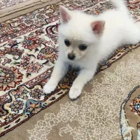 طوله پامرین سه و نیم ماهه