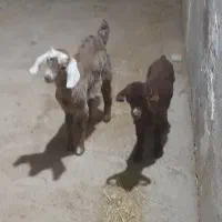 دوتا کره ماده شیری ۱ماهه