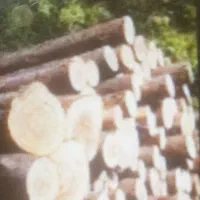 خریدار چوب درخت سرپا