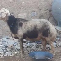 حیوانات