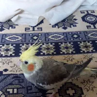 عروس هلندی