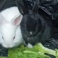 خرگوش سفید مشکی