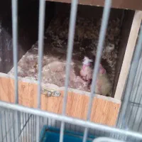 عروس هلندی با جوجه معاوضه با گرینچیک