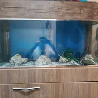 کمد چوبی و آکواریوم شیشه خم اورجینال