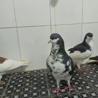 فروش دسته ی رنگی|پرنده|فراشبند, |دیوار