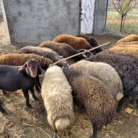 گوسفند پرورشی نر یک ساله کیلویی|حیوانات مزرعه|نوشین شهر, |دیوار