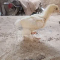 جوجه پاپر کوچیک و بزرگ ۱ماهه ۲ ماهه و ۳ماهه