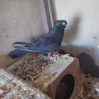 کبوتر|پرنده|کازرون, |دیوار