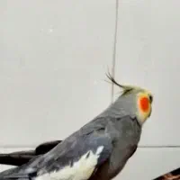 عروس هلندی نر